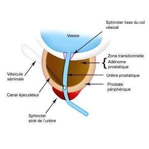 liquide séminal rôle|Prostate : rôle du liquide séminal et son importance pour la santé ...